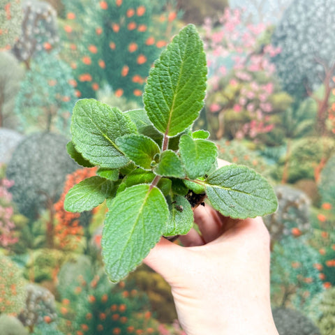 Sinningia nivalis - Welsh Grown - Sprouts of Bristol