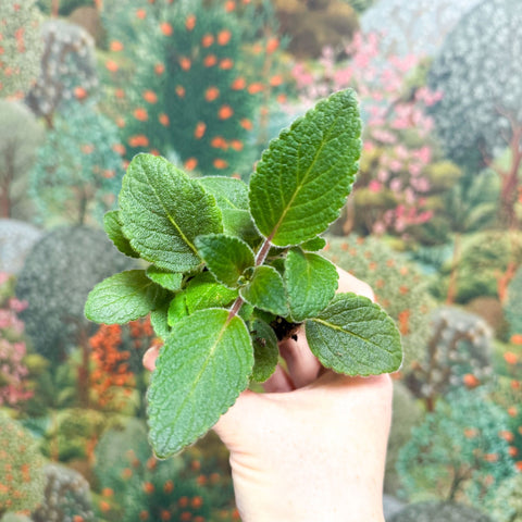 Sinningia nivalis - Welsh Grown - Sprouts of Bristol