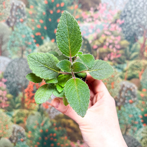 Sinningia nivalis - Welsh Grown - Sprouts of Bristol