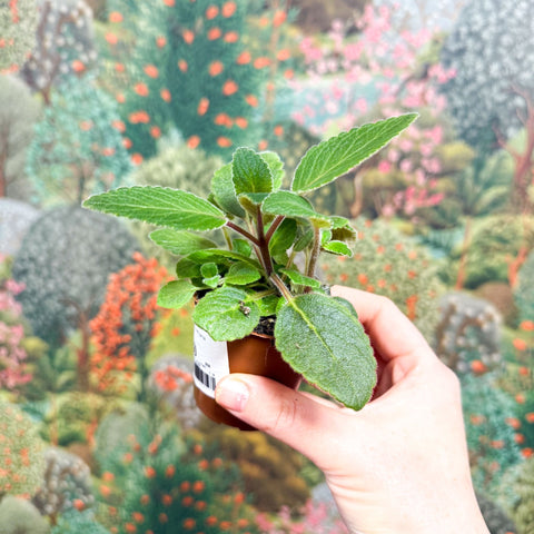 Sinningia nivalis - Welsh Grown - Sprouts of Bristol
