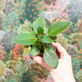 Sinningia nivalis - Welsh Grown - Sprouts of Bristol
