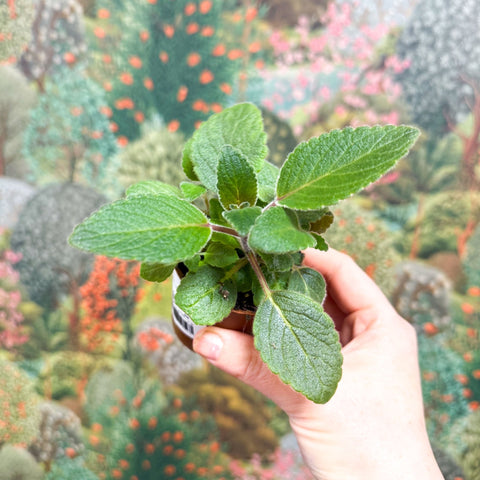 Sinningia nivalis - Welsh Grown - Sprouts of Bristol