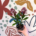Skimmia japonica 'Rubella' - Japanese Skimmia - Sprouts of Bristol