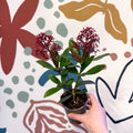 Skimmia japonica 'Rubella' - Japanese Skimmia - Sprouts of Bristol