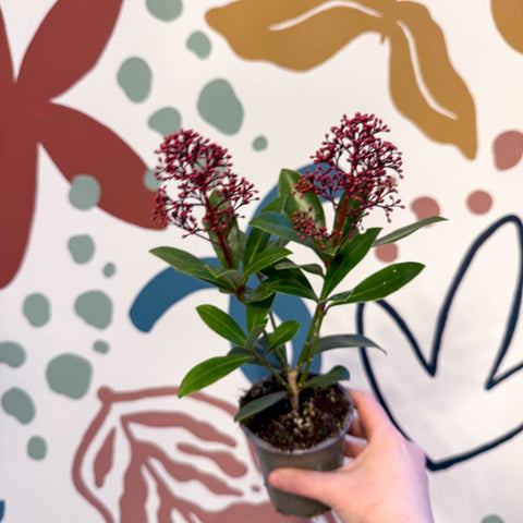 Skimmia japonica 'Rubella' - Japanese Skimmia - Sprouts of Bristol
