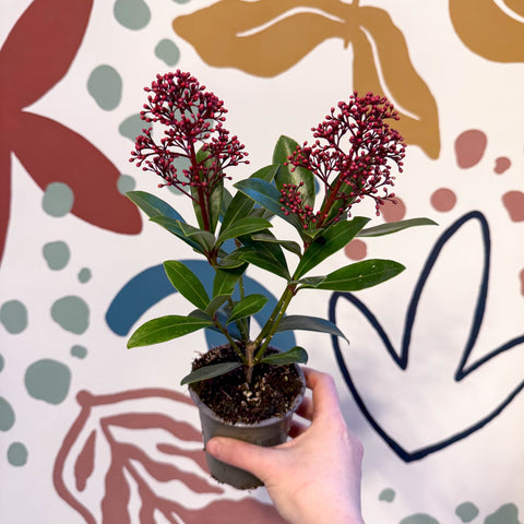 Skimmia japonica 'Rubella' - Japanese Skimmia - Sprouts of Bristol