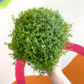 Soleirolia soleirolii - Baby's tears - Sprouts of Bristol