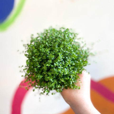 Soleirolia soleirolii - Baby's tears - Sprouts of Bristol