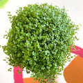 Soleirolia soleirolii - Baby's tears - Sprouts of Bristol