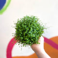Soleirolia soleirolii - Baby's tears - Sprouts of Bristol