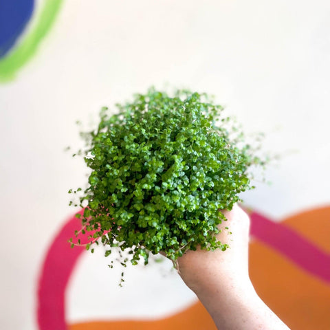 Soleirolia soleirolii - Baby's tears - Sprouts of Bristol