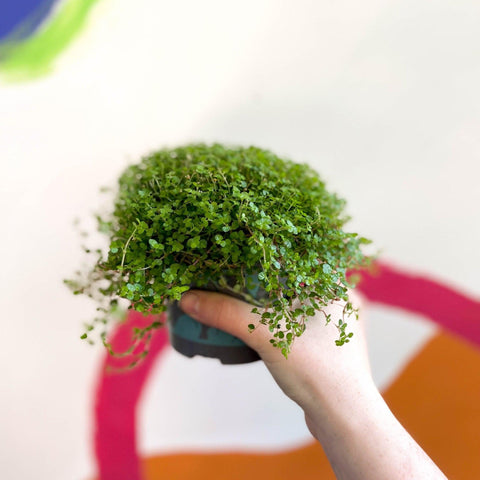 Soleirolia soleirolii - Baby's tears - Sprouts of Bristol
