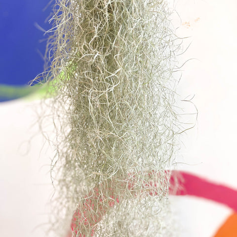 Spanish Moss - Tillandsia usneoides - Sprouts of Bristol