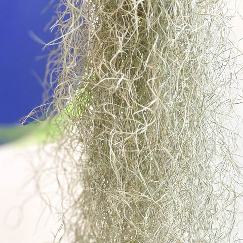 Spanish Moss - Tillandsia usneoides - Sprouts of Bristol