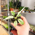 Spathiphyllum 'Sensation Variegated' - Variegated Peace Lily - Sprouts of Bristol