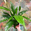 Spathiphyllum 'Sweet Benito' - Peace Lily - Sprouts of Bristol