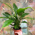 Spathiphyllum 'Sweet Benito' - Peace Lily - Sprouts of Bristol