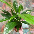 Spathiphyllum 'Sweet Benito' - Peace Lily - Sprouts of Bristol