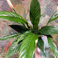 Spathiphyllum 'Sweet Benito' - Peace Lily - Sprouts of Bristol