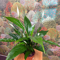 Spathiphyllum 'Sweet Benito' - Peace Lily - Sprouts of Bristol