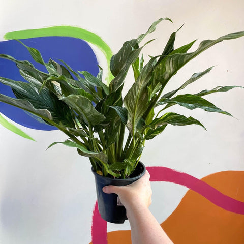 Spathiphyllum wallisii 'Diamond' - Variegated Peace Lily - Sprouts of Bristol