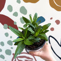 Speedwells - Veronica 'Moody Blues Sky Blue' UK Grown - Sprouts of Bristol