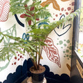 Sphaeropteris cooperi - Lacy Tree Fern - Sprouts of Bristol