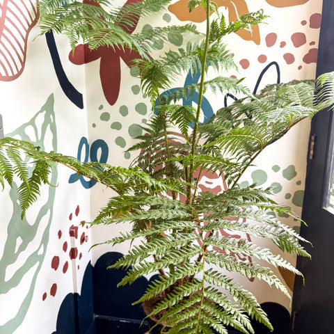 Sphaeropteris cooperi - Lacy Tree Fern - Sprouts of Bristol