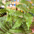 Sphaeropteris cooperi - Lacy Tree Fern - Sprouts of Bristol