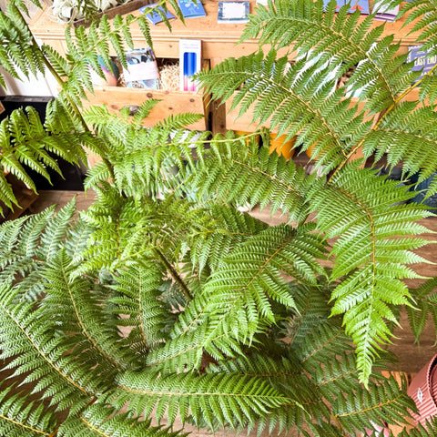 Sphaeropteris cooperi - Lacy Tree Fern - Sprouts of Bristol