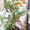 Sphaeropteris cooperi - Lacy Tree Fern - Sprouts of Bristol