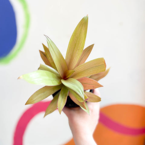 Spider Lily - Tradescantia spathacea 'Sitara’ - Welsh Grown - Sprouts of Bristol