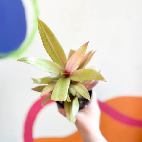Spider Lily - Tradescantia spathacea 'Sitara’ - Welsh Grown - Sprouts of Bristol