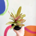 Spider Lily - Tradescantia spathacea 'Sitara’ - Welsh Grown - Sprouts of Bristol