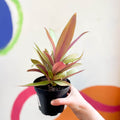 Spider Lily - Tradescantia spathacea 'Sitara’ - Welsh Grown - Sprouts of Bristol