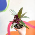 Spider Lily - Tradescantia spathacea 'Varicolor’ - Welsh Grown - Sprouts of Bristol