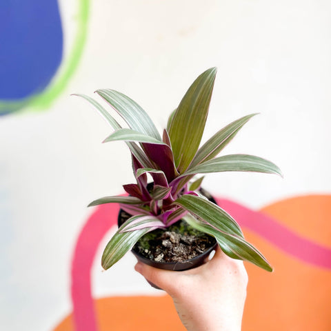 Spider Lily - Tradescantia spathacea 'Varicolor’ - Welsh Grown - Sprouts of Bristol