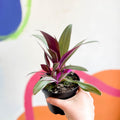 Spider Lily - Tradescantia spathacea 'Varicolor’ - Welsh Grown - Sprouts of Bristol