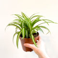 Spider Plant - Chlorophytum comosum 'Variegatum' - Sprouts of Bristol