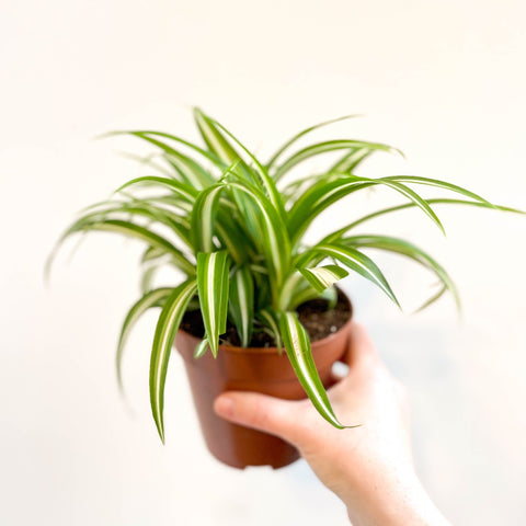 Spider Plant - Chlorophytum comosum 'Variegatum' - Sprouts of Bristol