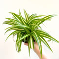 Spider Plant - Chlorophytum comosum 'Variegatum' - Sprouts of Bristol