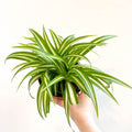 Spider Plant - Chlorophytum comosum 'Variegatum' - Sprouts of Bristol