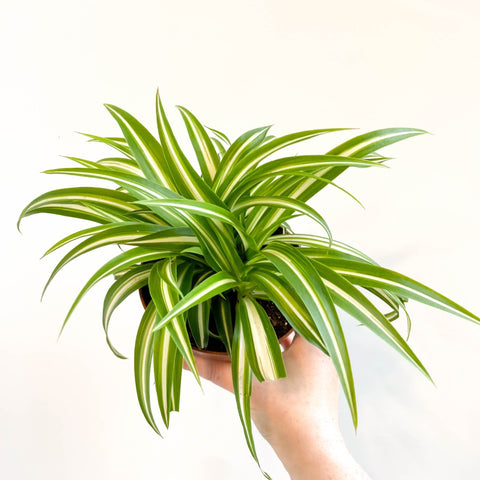 Spider Plant - Chlorophytum comosum 'Variegatum' - Sprouts of Bristol