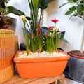 Spring Bulbs in Terracotta Windowsill Trough Planter - Sprouts of Bristol