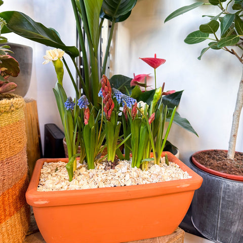 Spring Bulbs in Terracotta Windowsill Trough Planter - Sprouts of Bristol