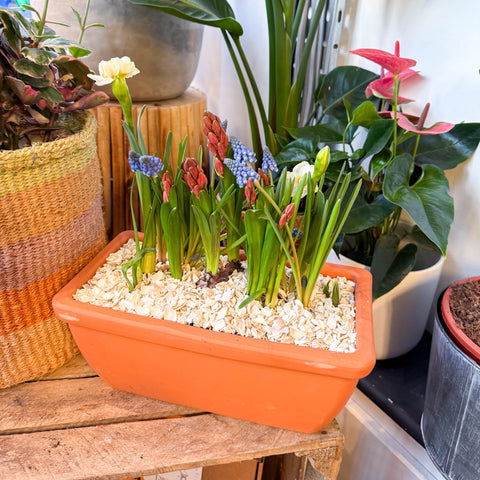 Spring Bulbs in Terracotta Windowsill Trough Planter - Sprouts of Bristol