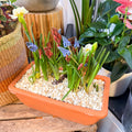 Spring Bulbs in Terracotta Windowsill Trough Planter - Sprouts of Bristol