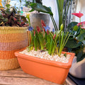 Spring Bulbs in Terracotta Windowsill Trough Planter - Sprouts of Bristol