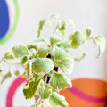Spurflower - Plectranthus argentatus 'Hill House' - Welsh Grown - Sprouts of Bristol