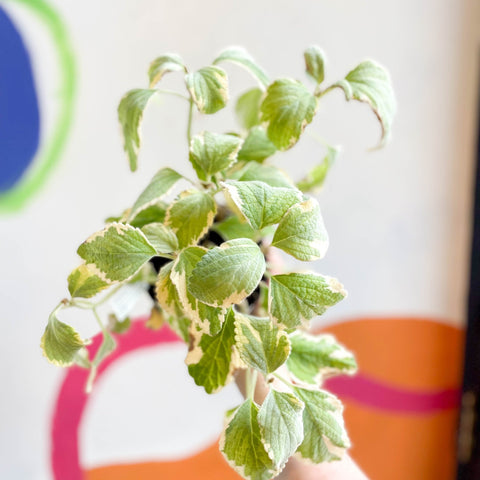 Spurflower - Plectranthus argentatus 'Hill House' - Welsh Grown - Sprouts of Bristol